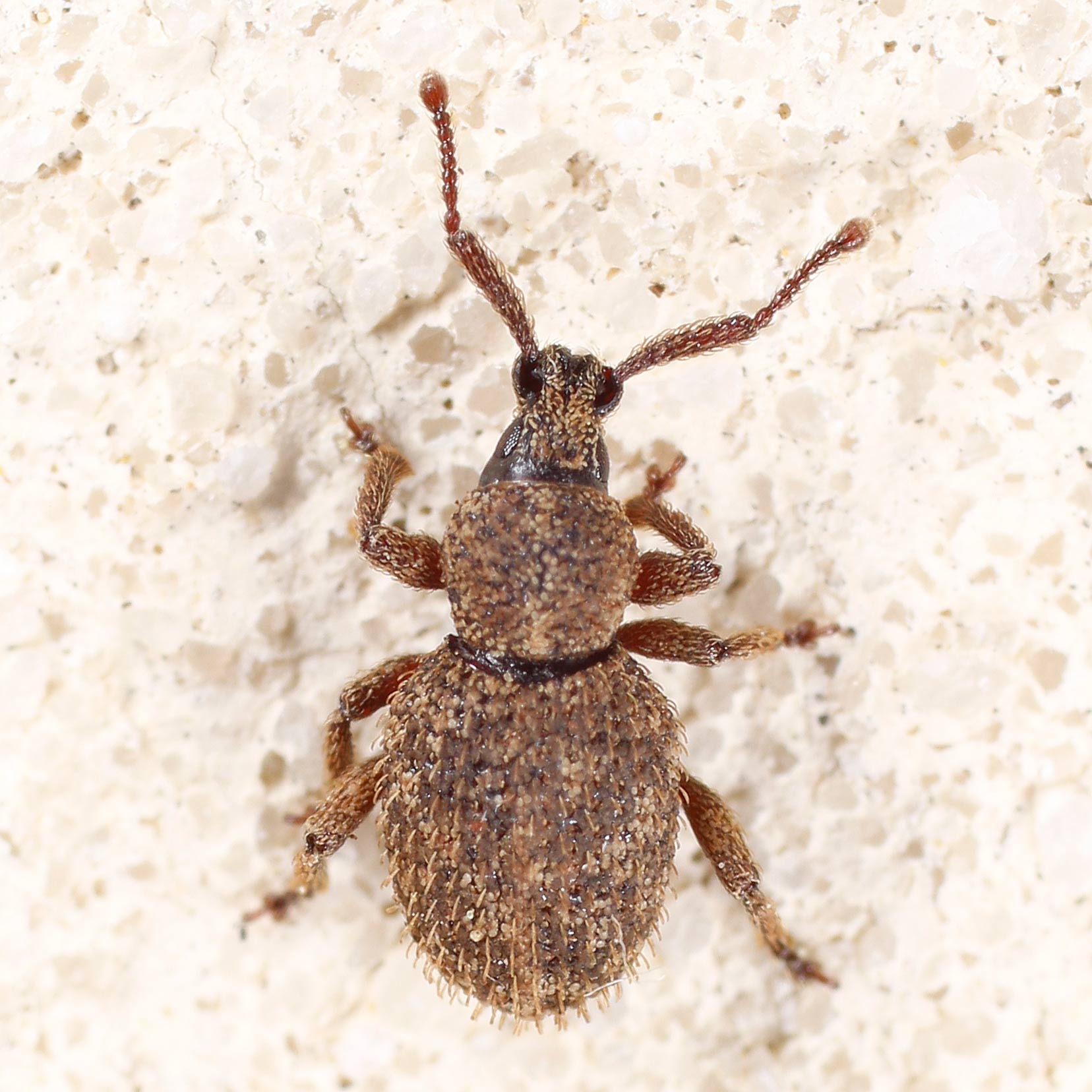 Nuovo curculionidae